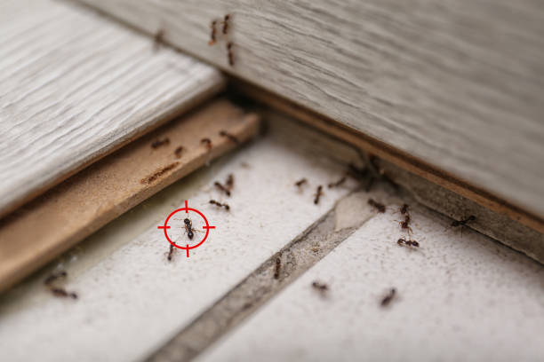 Best Affordable Pest Control Services  in Robbins, IL