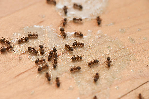 Best Local Pest Control Services  in Robbins, IL