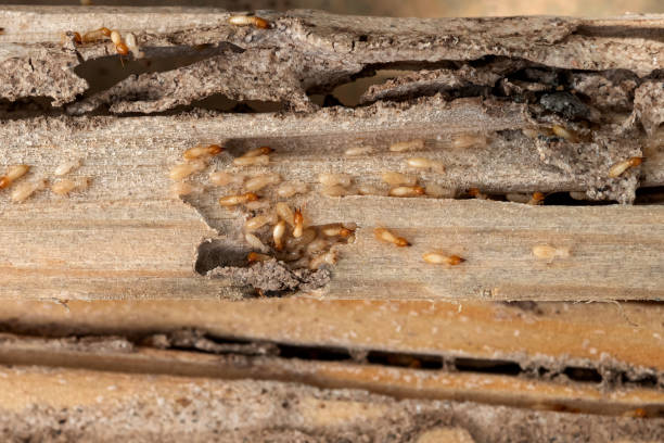 Best Pest Prevention Services  in Robbins, IL