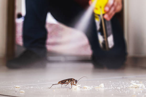 Best Wasp Removal Services  in Robbins, IL