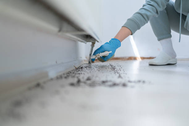 Best Termite Control Services  in Robbins, IL